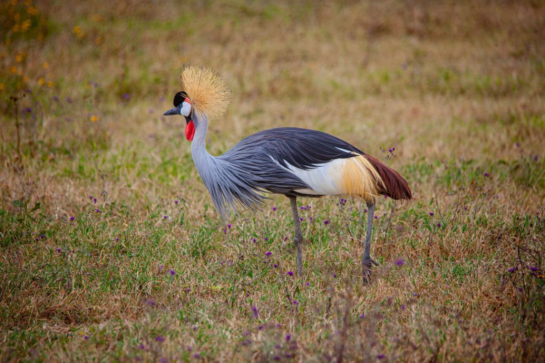 Tanzania safari birdlife