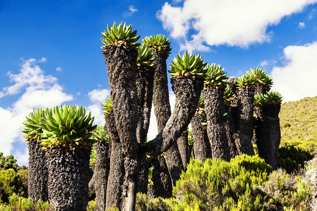 10-Day Northern Circuit Crater Camp Kilimanjaro Trek
