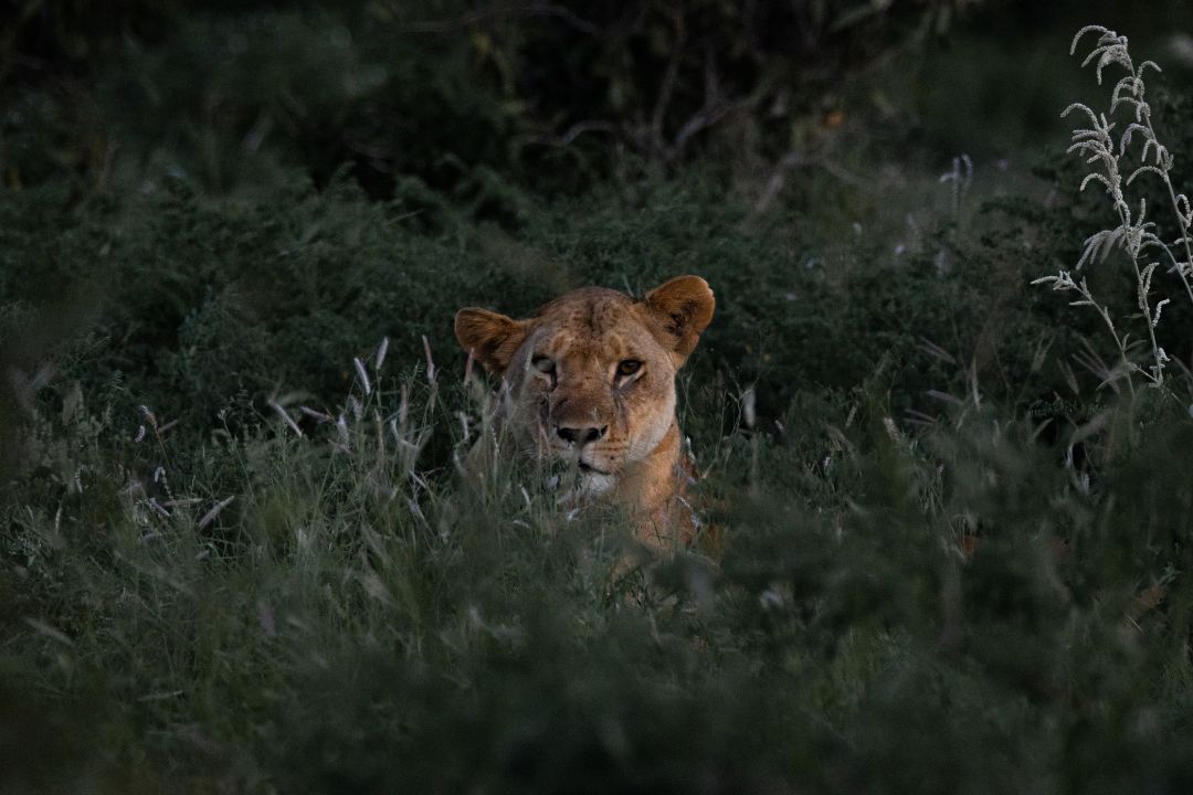 7-Day Safari and Cultural Visit