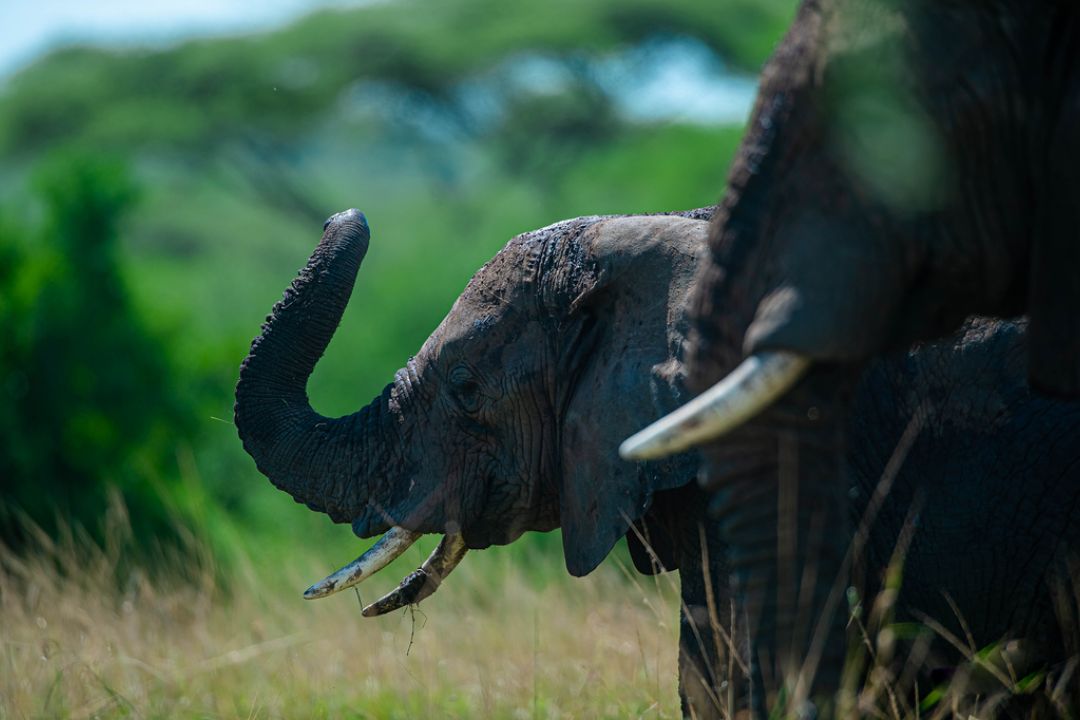 9-Day Great Tanzania Wildlife Expedition