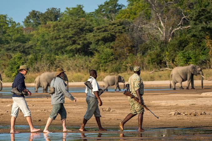 Walking Safari