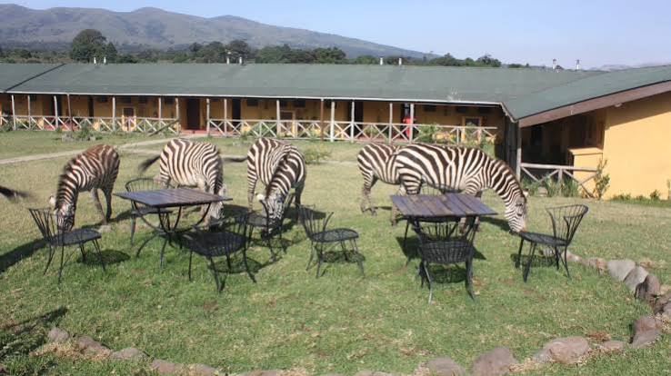 Rhino Lodge Ngorongoro photo
