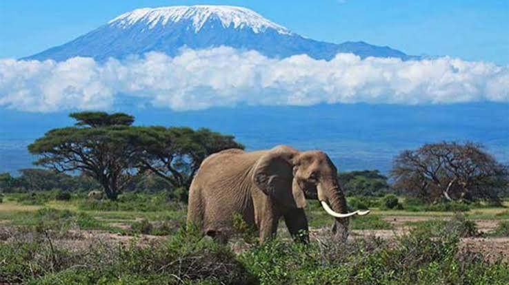 Kilimanjaro and Safari: How to Combine the Mountain with Tanzania’s Wildlife